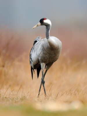 Fototapete Andere Vogel, Kran, Natur, Tier, gekrönt