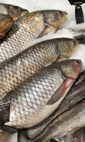 Fototapete Andere Fisch, Meeresfrüchte, Lebensmittel, raw, Karpfen
