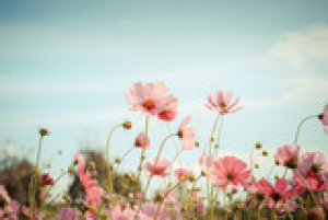 Fototapete Andere Schönheit, rosa, Hintergrund, retro, vintage