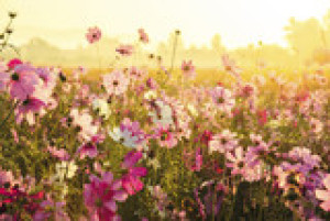Fototapete Andere gelb, Schönheit, rosa, Hintergrund, Natur