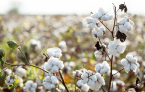 Fototapete Baumwolle, Blume, Anlage, Natur, weiß