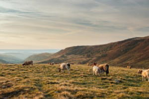 Fototapete Andere Nutztiere, Landwirtschaft, Kuh, auvergne, Tier