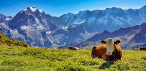Fototapete Andere Kuh, Berg, Gras, Tier, Natur