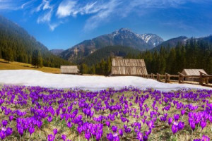 Fototapete Andere Krokus, polen, Frühling, vale, tatra