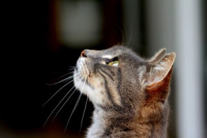 Fototapete Andere cat, Katzen, pet, Tier, pelzigen