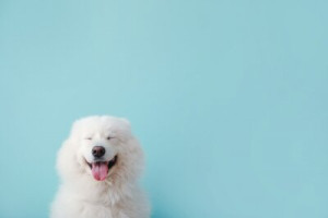 Fototapete Andere liebenswert, Tier, Hintergrund, blau, Rasse