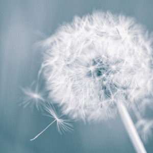 Fototapete Andere Hintergrund, abstrakt, Natur, Sommer, Frische
