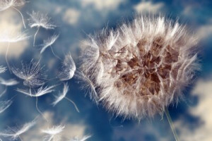 Fototapete Andere Pusteblume, Blume, Natur, Anlage, Saatgut