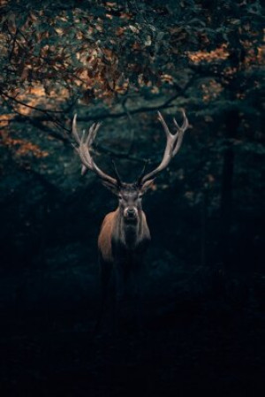 Fototapete Andere cervid, Tier, Tierwelt, Natur, Antilope