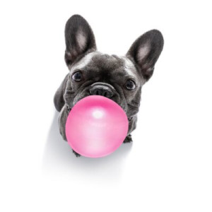 Fototapete Andere Hund, lustig, gum, Blase, Neugier