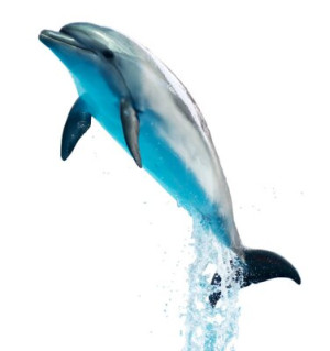 Fototapete Andere weiß, dolphin, Tierwelt, Tier, Säugetier