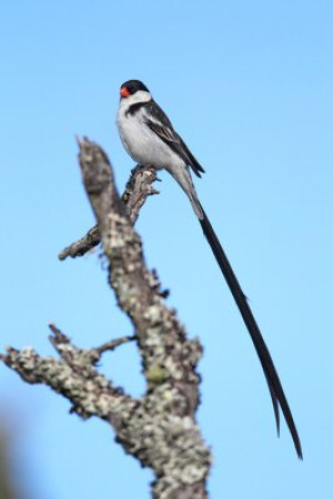 Fototapete schwarz, Natur, Tier, Tierwelt, weiß