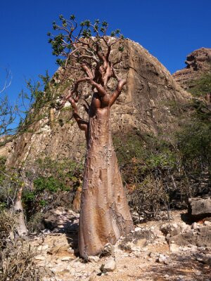 Fototapete Andere im Freien, tropischen, Anlage, Rock, Baum