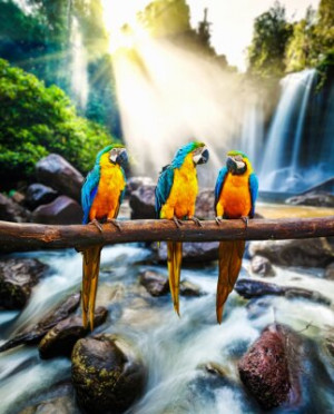 Fototapete Tier, Tierwelt, Wasser, tropischen, Wald