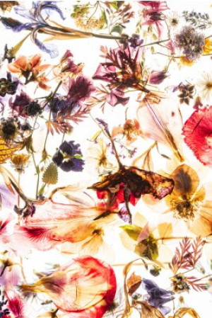 Fototapete Andere Blume, Blatt, weißem Hintergrund, blühen, Blüte