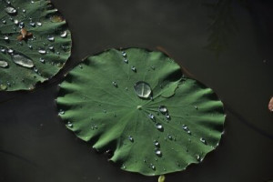 Fototapete Andere Wasser, grün, Blatt, tropfte, Anlage