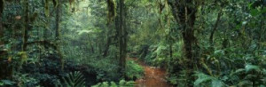 Fototapete Panorama Wald, Baum, Dschungel, afrika, Panorama