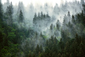 Fototapete Wald, Nebel, reisen, Berg, Landschaft