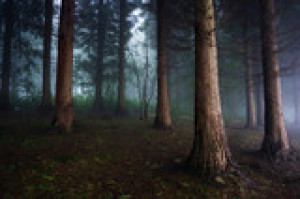 Fototapete Andere Wald, dunkel, Licht, düster, Nebel