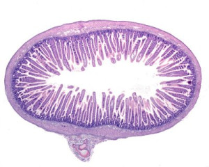 Fototapete Mut, Zelle, Gewebe, Histologie, Mikroskop