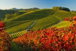 Fototapete Natur, Schloss, Landwirtschaft, sonnig, Herbst