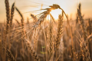 Fototapete Andere Weizen, Feld, Landwirtschaft, Korn, Getreide