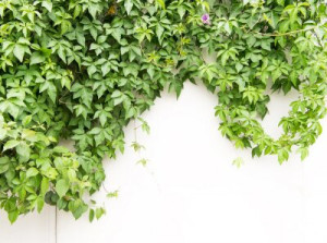 Fototapete schließen, Hintergrund, Wand, Natur, flora