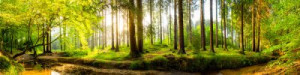 Fototapete Natur, Sommer, natürlichen, Wald, Blatt