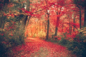 Fototapete red, Schönheit, Hintergrund, Natur, im Freien