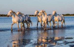 Fototapete Natur, Landwirtschaft, Pferd, Tier, weiß
