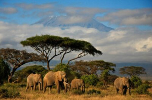 Fototapete Natur, Tier, Tierwelt, reisen, Familie