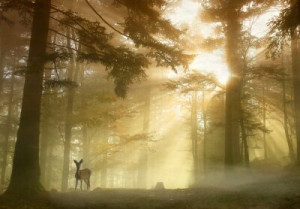 Fototapete Natur, Schatten, Kind, Wald, Licht