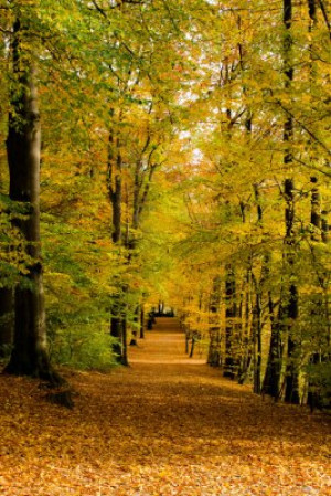 Fototapete Andere Herbst, fallen, Wald, Baum, Straße