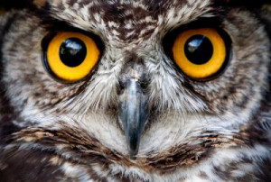 Fototapete Andere braun, Natur, im Freien, Tierwelt, natürlichen