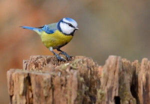 Fototapete gelb, Holz, Hintergrund, Natur, im Freien