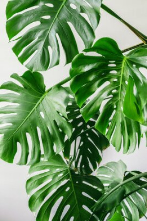 Fototapete Andere monstera, grün, Dschungel, Blatt, Natur
