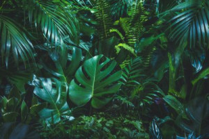 Fototapete Blätter Blatt, Hintergrund, tropischen, grün, monstera