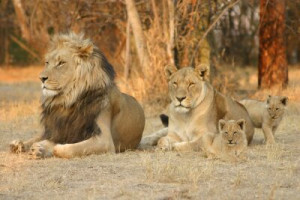 Fototapete Tierwelt, männlich, Familie, afrika, Löwen