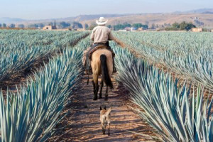 Fototapete Andere Agave, Landwirtschaft, Alkohol, Amerika, blau
