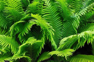 Fototapete Andere fern, grün, Natur, Anlage, Blatt