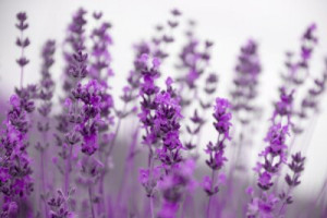 Fototapete Hintergrund, Lichtbild, Natur, Sommer, lila