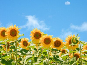 Fototapete Andere Sommer, Feld, Blume, Kultur, Landschaft