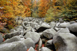 Fototapete Andere Seite, Natur, Wald, Blatt, historischen