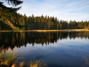 Fototapete siehe, Wald, Baum, Landschaft, Natur