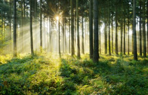 Fototapete Andere Sterne, Stimmung, Wald, Licht, Sonne