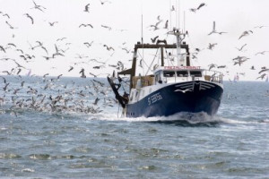 Fototapete Andere Schiff, essen, Vogel, Jagd, Fischer