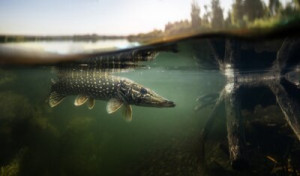 Fototapete Andere Fisch, Hecht, Unterwasser, Fischerei, See