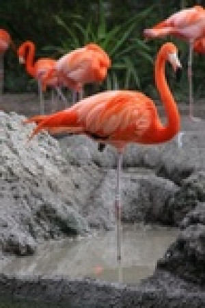 Fototapete Andere Tier, Tierwelt, Wasser, grün, Herde