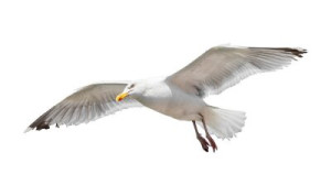 Fototapete Andere Möwe, isoliert, Vogel, Seevogel, Luft