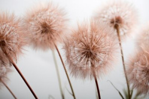 Fototapete Andere Pusteblume, Ball, Saatgut, Blume, Sommer